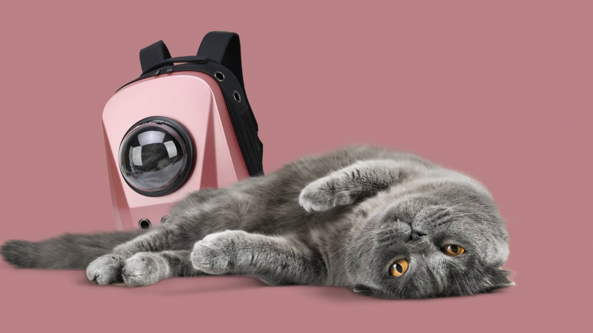 CATS- DOGS-PORTABLE-BACKPACK