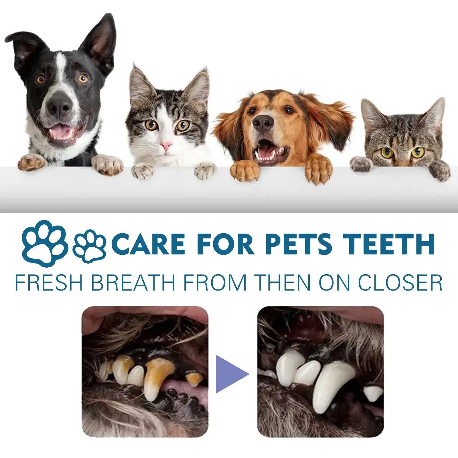 Pet Oral Cleaning Spray Remove Tartar And Bad Breath - Bellarte Enchanté Pet Oral Cleaning Spray Remove Tartar And Bad Breath
